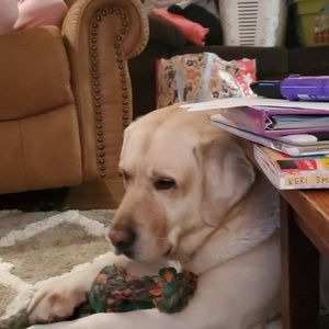 Meet your Posher, Abby